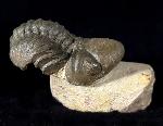 Reedops cephalotes hamalagdadianus ALBERTI 1983 - Bild © FossNet FossilienStore